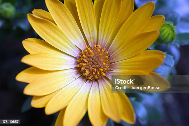 Nahaufnahme Der Gelb Osteospermum Daisy Stockfoto und mehr Bilder von Bildschärfe - Bildschärfe, Blume, Blüte