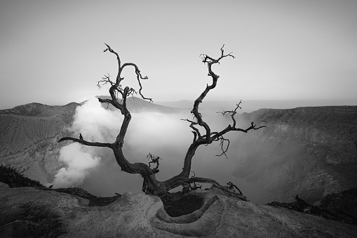 Sunrise with dead trees on the top of Ijen crater on Java island - Indonesia - BW picture