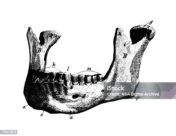 Human Lower Jaw Antique Medical Scientific Illustrations And Charts Stock Illustration - Download Image Now
