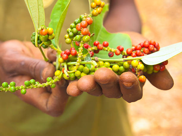 신선한 페퍼콘 - africa agriculture zanzibar industry 뉴스 사진 이미지