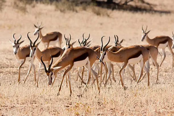 A herd of springbok walking in the Kgalagadi game reserve in South Africa.