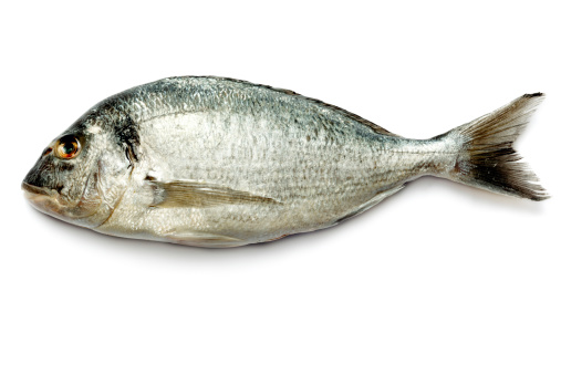 Raw dorado fish isolated on white background