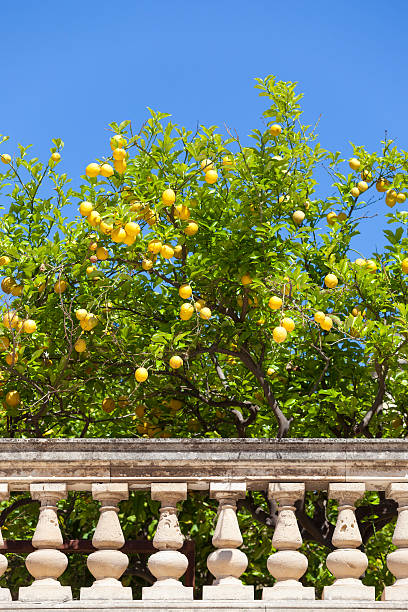 istock Lemon tree and Italian fence, Sicily Italy 175411555