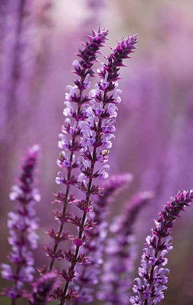 Cтоковое фото Лесной серовато-Salvia nemorosa «Amethyst» цветы