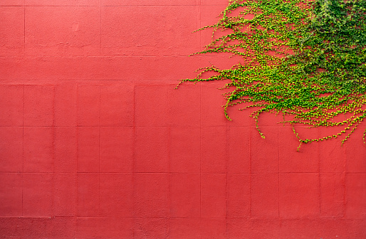 This is a background photograph of a red wall with green vines growing at the top in downtown Winter Park, Florida.