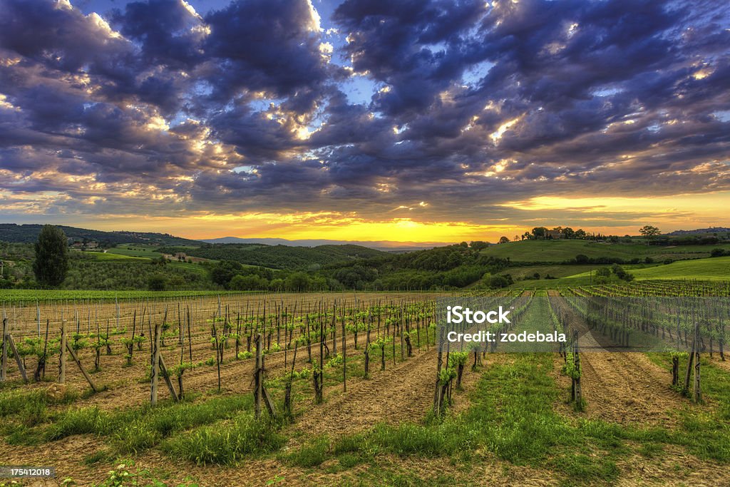 Campos de vinhas ao nascer do sol na Toscana - Royalty-free Agricultura Foto de stock