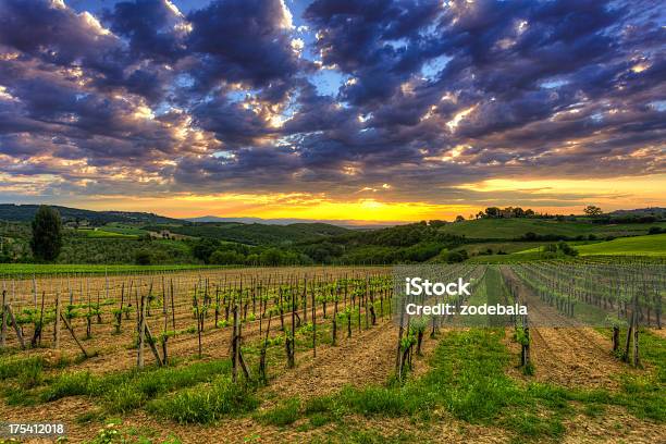 Campos De Vinhas Ao Nascer Do Sol Na Toscana - Fotografias de stock e mais imagens de Agricultura - Agricultura, Ao Ar Livre, Arbusto