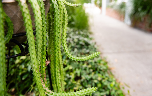 Green Succulent Growing Along Sidewalk in Winter Park Florida