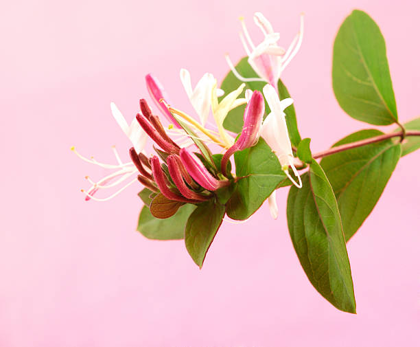 madreselva flores - honeysuckle pink fotografías e imágenes de stock