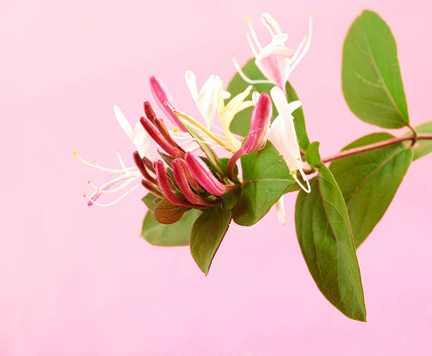 caprifoglio fiori - honeysuckle pink foto e immagini stock