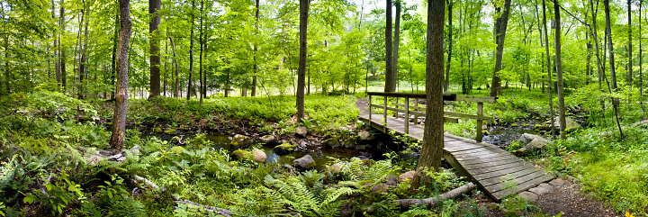A stream running through a wooded nature preserve lush with new spring growth.
