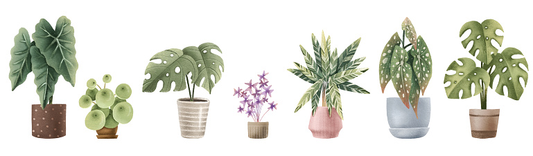 Set of tropical plants in pots. A set of indoor plants for the home. House plants on isolated background. Monstera and Begonia