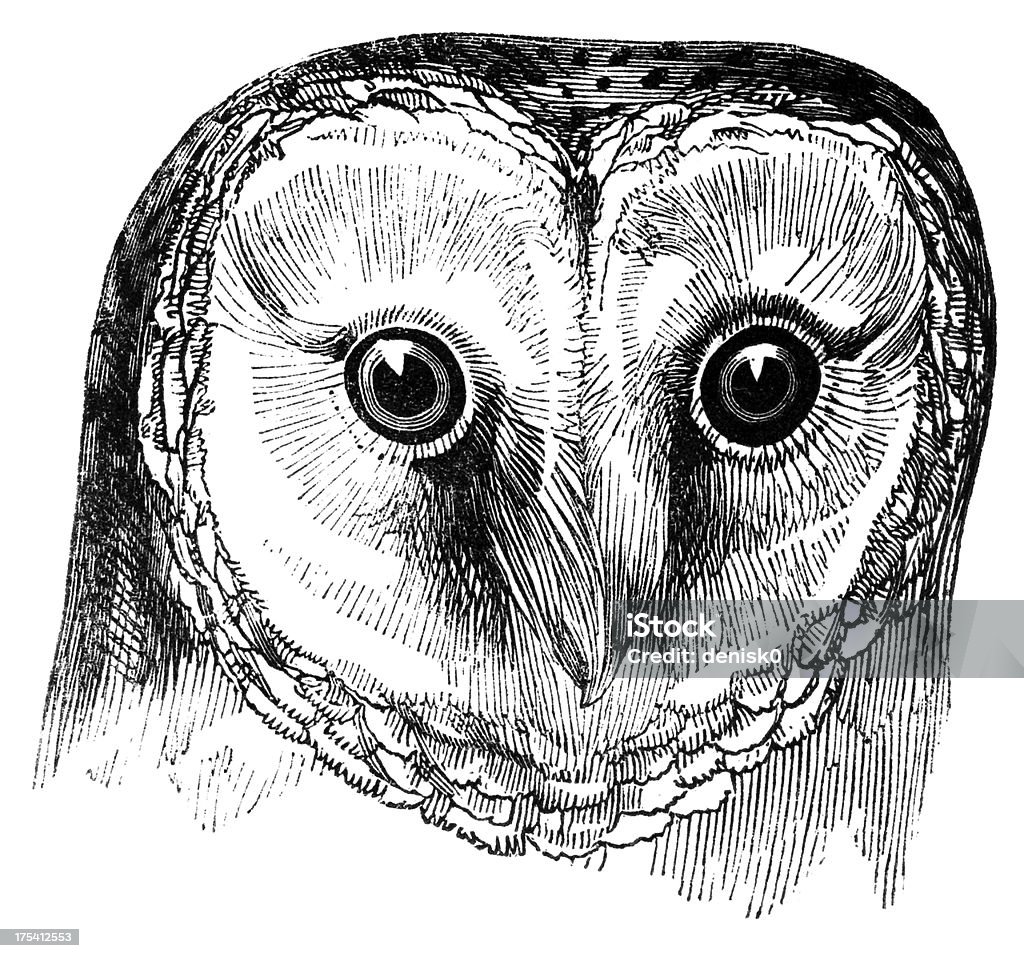 Head of Barn Owl "The Barn Owl (Tyto alba) is the most widely distributed species of owl, and one of the most widespread of all birds. Illustration was published in 1870" Engraved Image stock illustration