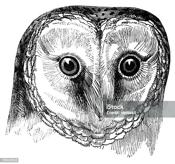 Head Of Barn Owl Stock Illustration - Download Image Now - Engraved Image, Owl, Pencil Drawing