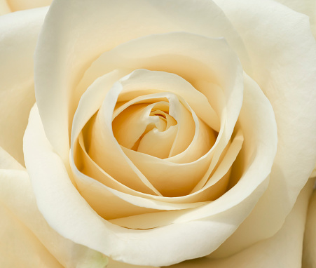 White rose blossom close-up