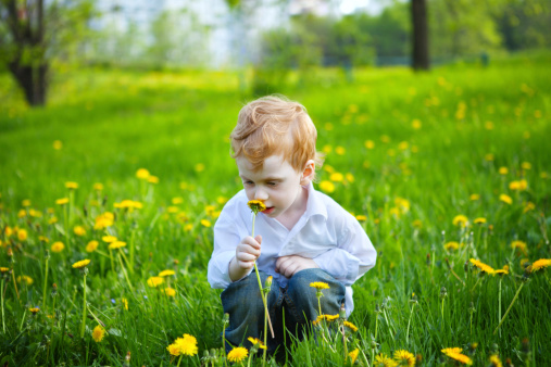 Little boy in a dandelion meadow, he sniffs a flower dandelion