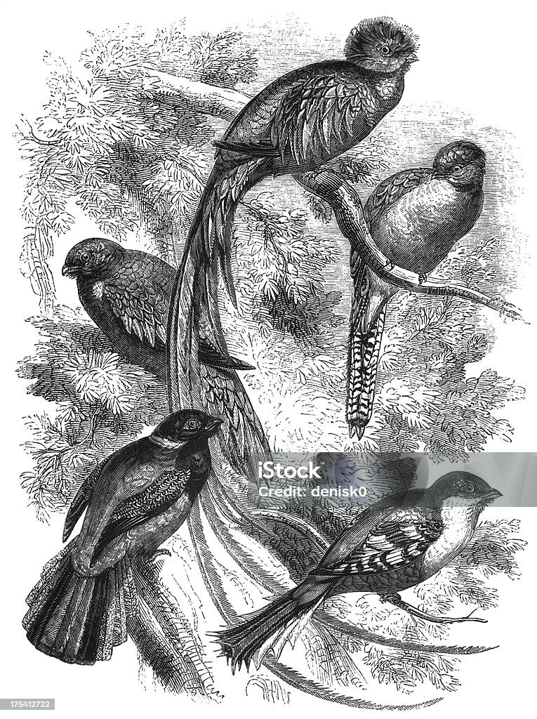 Trogons Group of Trogons on white background. Illustration was published in 1870 Quetzal stock illustration
