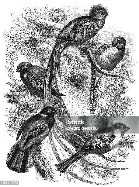 Trogons Stock Illustration - Download Image Now - Quetzal, Engraved Image, Animal
