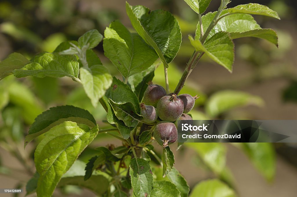 Nahaufnahme von Ripening Äpfel auf Baum - Lizenzfrei Apfel Stock-Foto