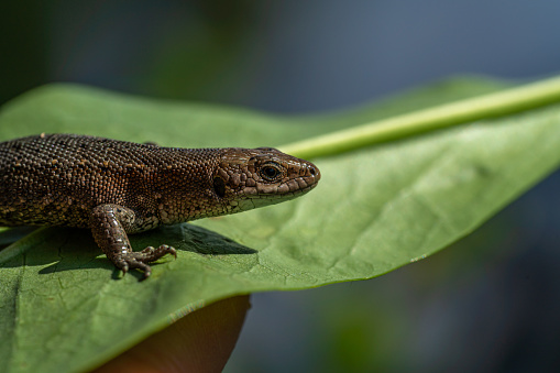 Detailed close up of a brown lizard sitting on a green leaf in sunlight