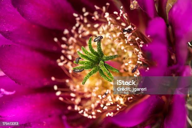 Fragola Echinocereus Triglochidiatus - Fotografie stock e altre immagini di Flora - Flora, Affilato, Ambientazione esterna