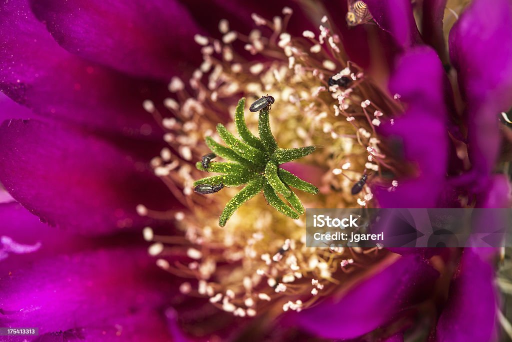 Strawberry Hedgehog Cactus - Zbiór zdjęć royalty-free (Roślina)
