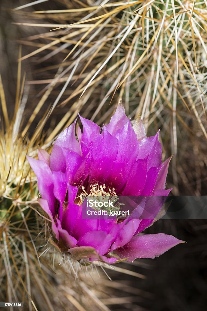 Morango Cacto Hedgehog - Royalty-free Flora Foto de stock