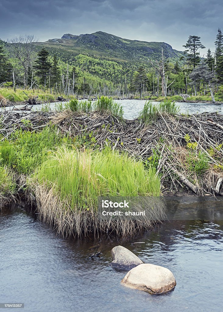 Beaver Habitat - Photo de Castor - Rongeur libre de droits