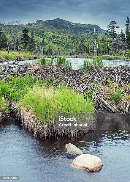 Photo libre de droit de Beaver Habitat banque d'images et plus d'images libres de droit de Castor - Rongeur - Castor - Rongeur, Animaux à l'état sauvage, Barrage de castor