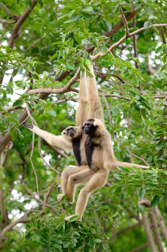 Gibbon in a tree.