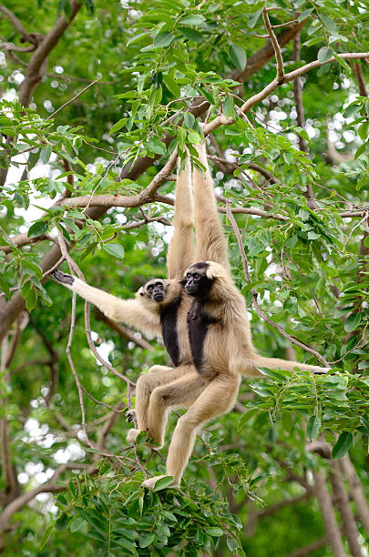 Gibbon stock photo