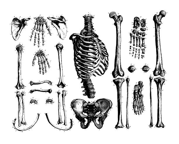 костей человеческого тела/античный медицинский иллюстрациями и диаграммами - human spine human bone human vertebra rib cage stock illustrations