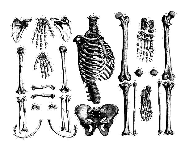 Bones of Human Body | Antique Medical Illustrations and Charts "Antique engraving of main bones of the human body. Illustrations published in Systematischer Bilder-Atlas zum Conversations-Lexikon, Ikonographische Encyklopaedie der Wissenschaften und Kuenste (Brockhaus, Leipzig) in 1875." clip art of rib cage stock illustrations