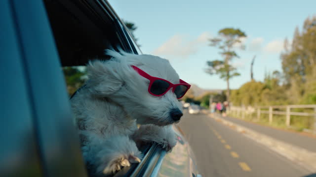 Sunglasses, car and dog in window for a drive in a city in summer as a pet in outdoor wind for getaway trip to a town. Animal, cool and puppy leaning in vehicle for transport on holiday or vacation