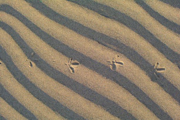 Close-up of ripples in the sand with foorprints of a bird