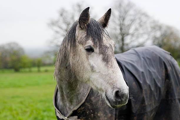 bagnato e bedraggled - horse winter dapple gray gray foto e immagini stock