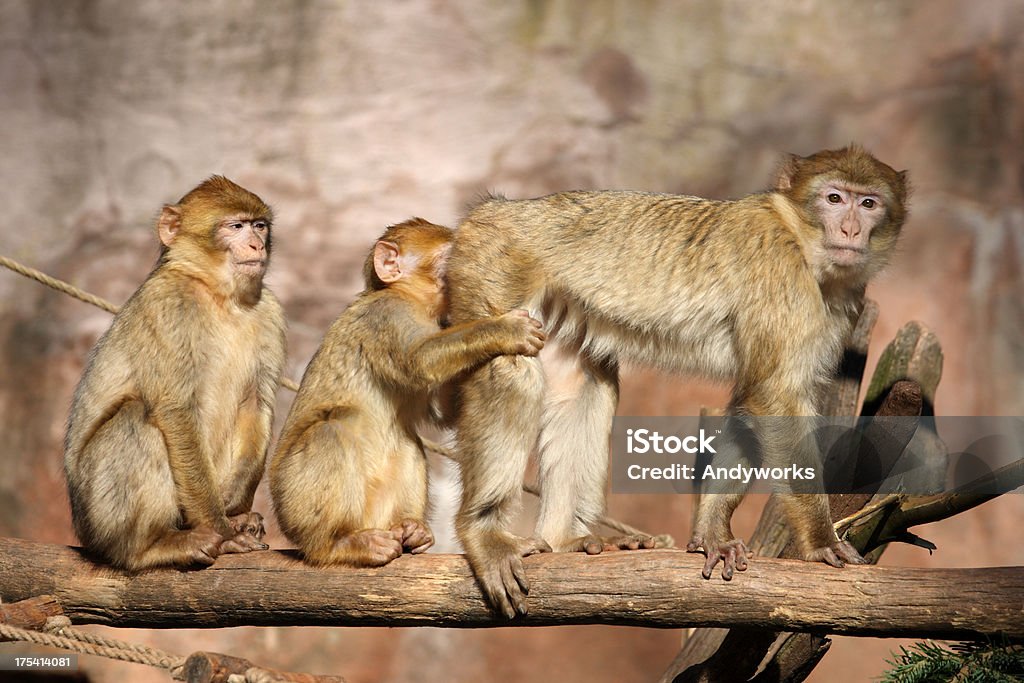 Seltsame Berberaffe (Macaca sylvanus) Spiele - Lizenzfrei Berberaffe Stock-Foto