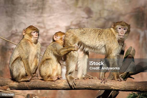 Seltsame Berberaffe Spiele Stockfoto und mehr Bilder von Berberaffe - Berberaffe, Drei Tiere, Fotografie