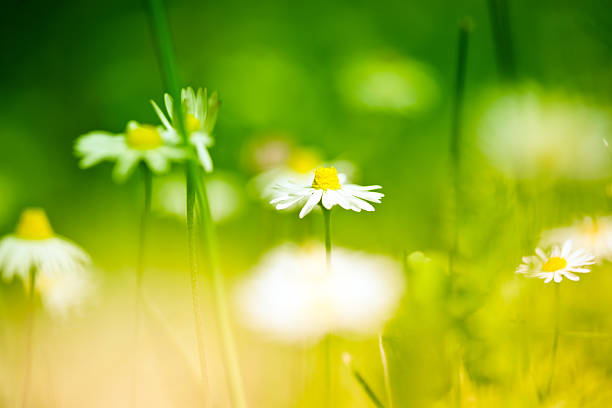 istock Daisies in the field 175414181