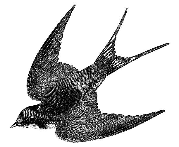 Barn Swallow The Barn Swallow (Hirundo rustica) is the most widespread species of swallow in the world. Illustration was published in 1870 swallow bird illustrations stock illustrations