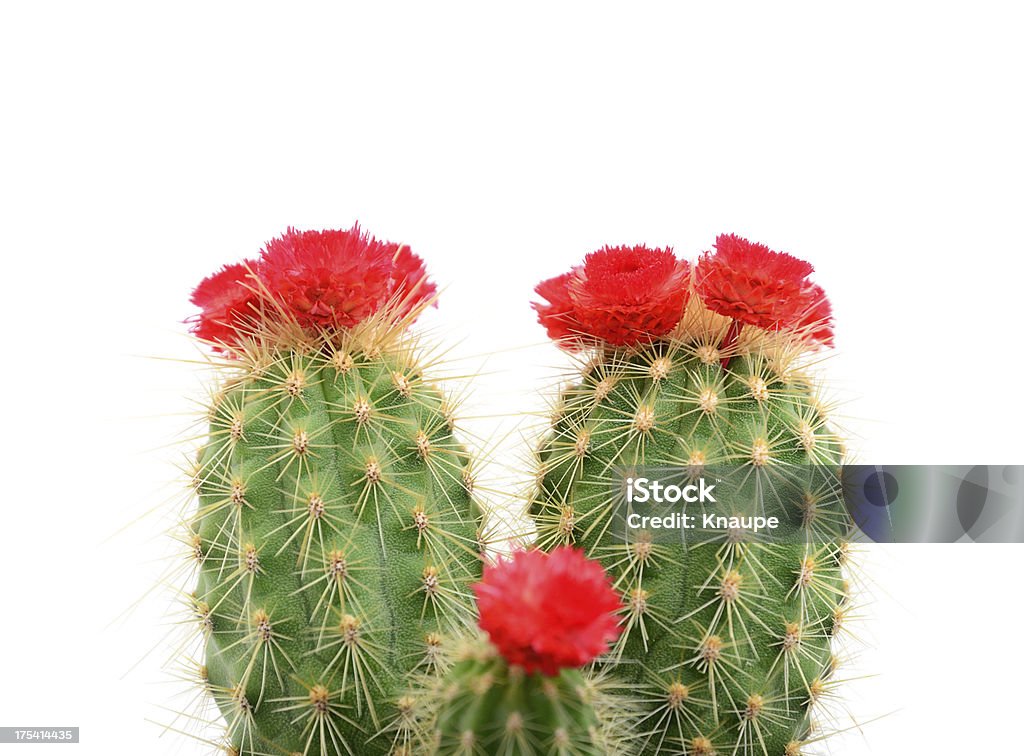 Cactus With Red Blossom On White Background Stock Photo - Download Image  Now - Cactus, Flower, Cut Out - iStock