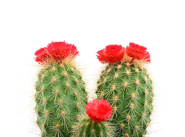 Cactus with red blossom on white background stock photo