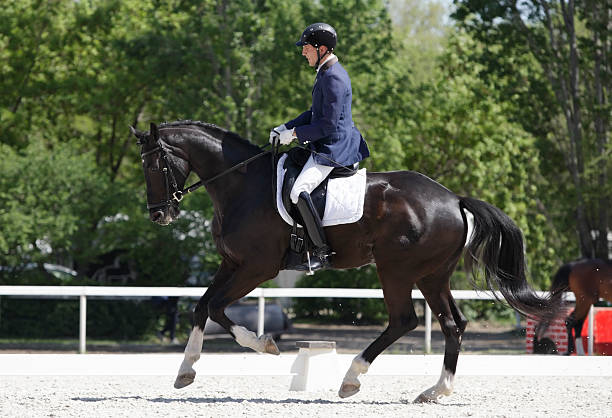 Dressage scene A dressage rider riding in canter on his young horse. Canon Eos 1D MarkIII. dressage stock pictures, royalty-free photos & images