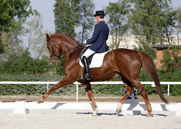 Chestnut dressage horse performs extended trot. Canon Eos 1D MarkIII.