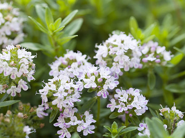 대형 타임 (흉선이 pulegioides) - ornamental garden multi colored white pink 뉴스 사진 이미지