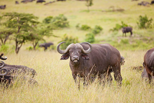 Buffalo Buffalo at Masai Mara National Park african buffalo stock pictures, royalty-free photos & images