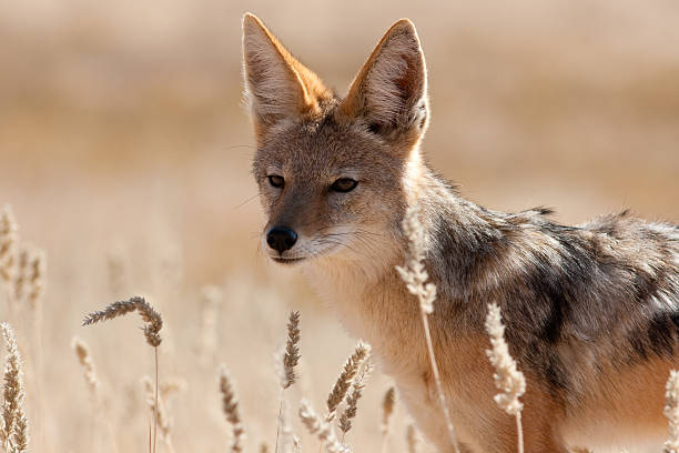 istock Jackal in the kalahari 175414829