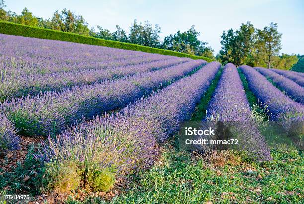 Photo libre de droit de Champ De Lavande banque d'images et plus d'images libres de droit de Agriculture - Agriculture, Beauté, Beauté de la nature