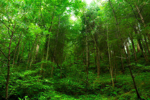 pine floresta em hdr - forest fern glade copse imagens e fotografias de stock