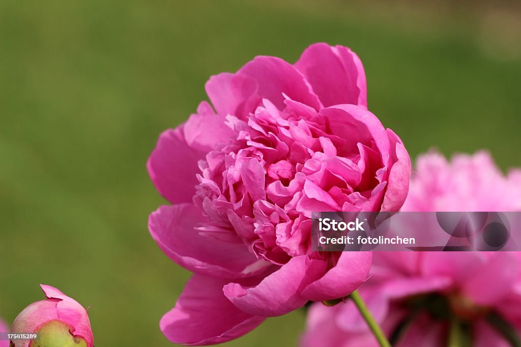 Rosa Pfingstrose - Lizenzfrei Blatt - Pflanzenbestandteile Stock-Foto